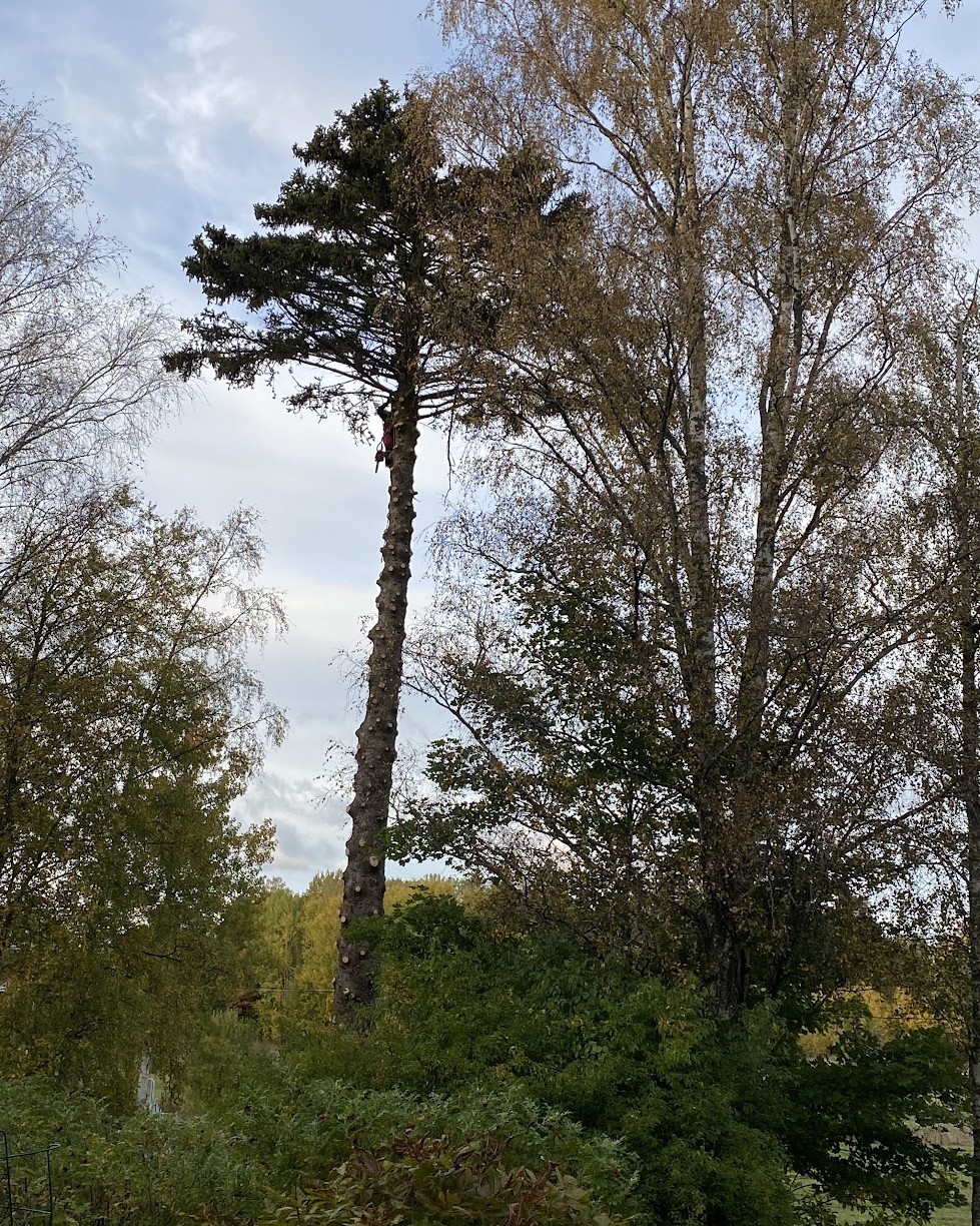 Sektionsfällning, bild 3
