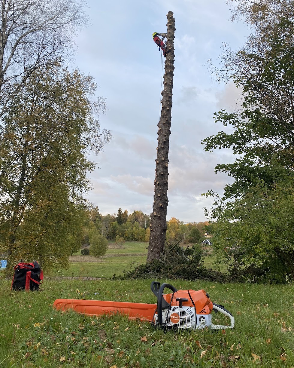 Sektionsfällning, bild 4